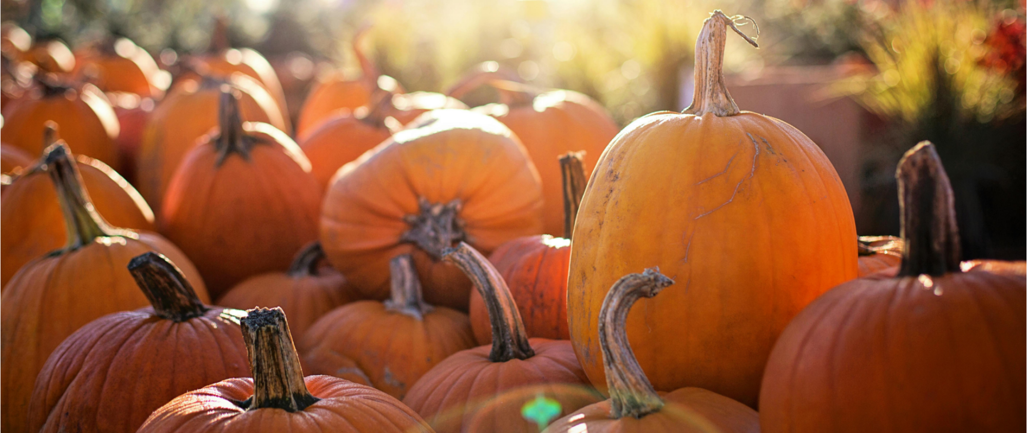 The Power of Pumpkin for Your Skin