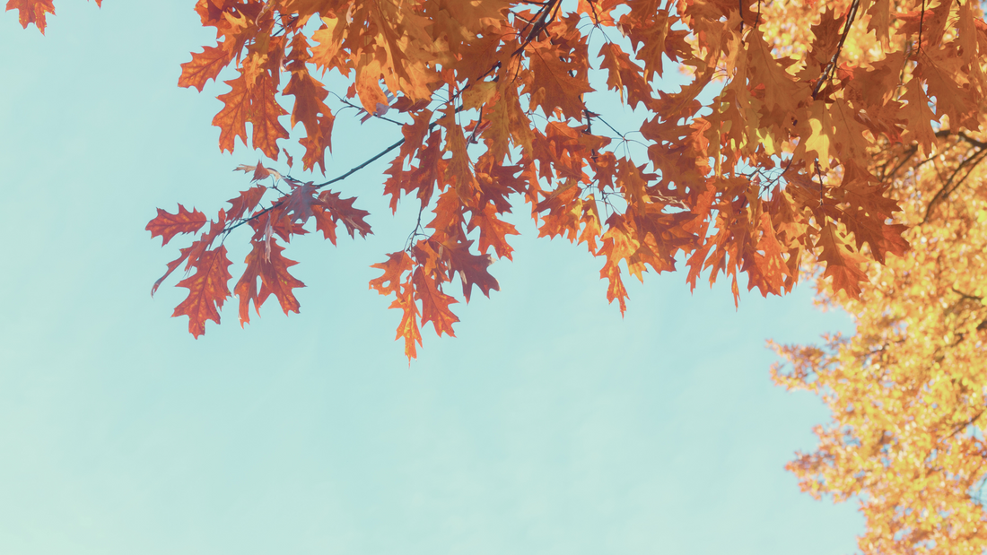 5 Wellness Practices for Transitioning into Fall