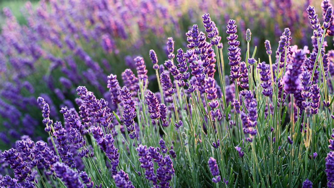 How Does Lavender Help Your Skin?